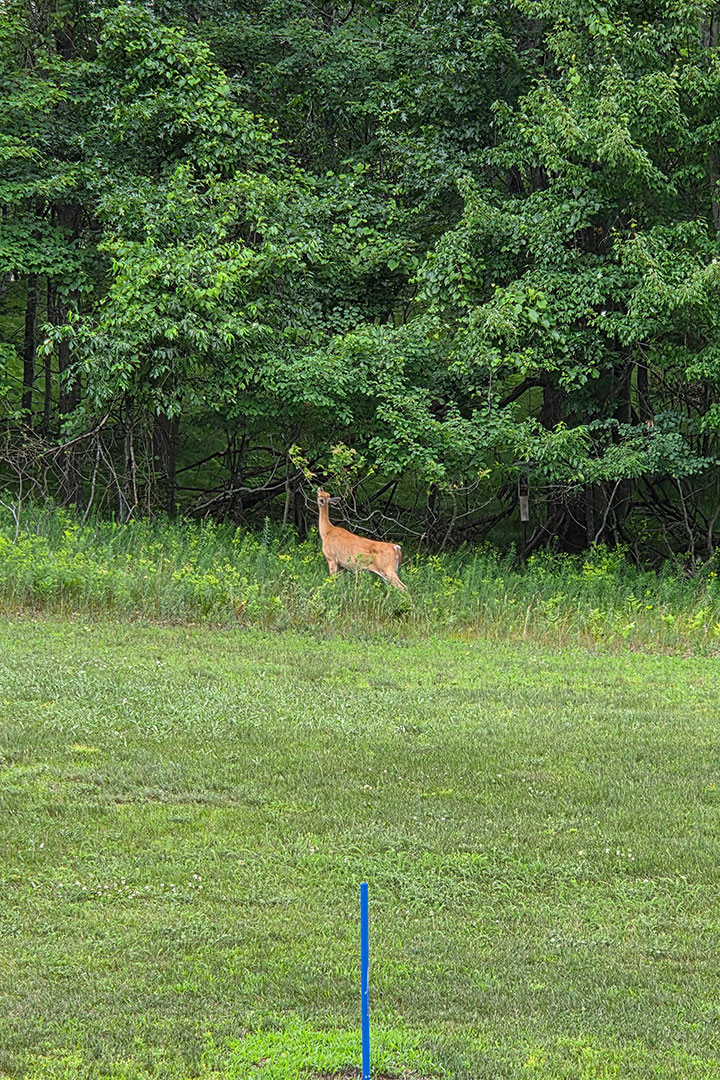 Deer On Golf Course