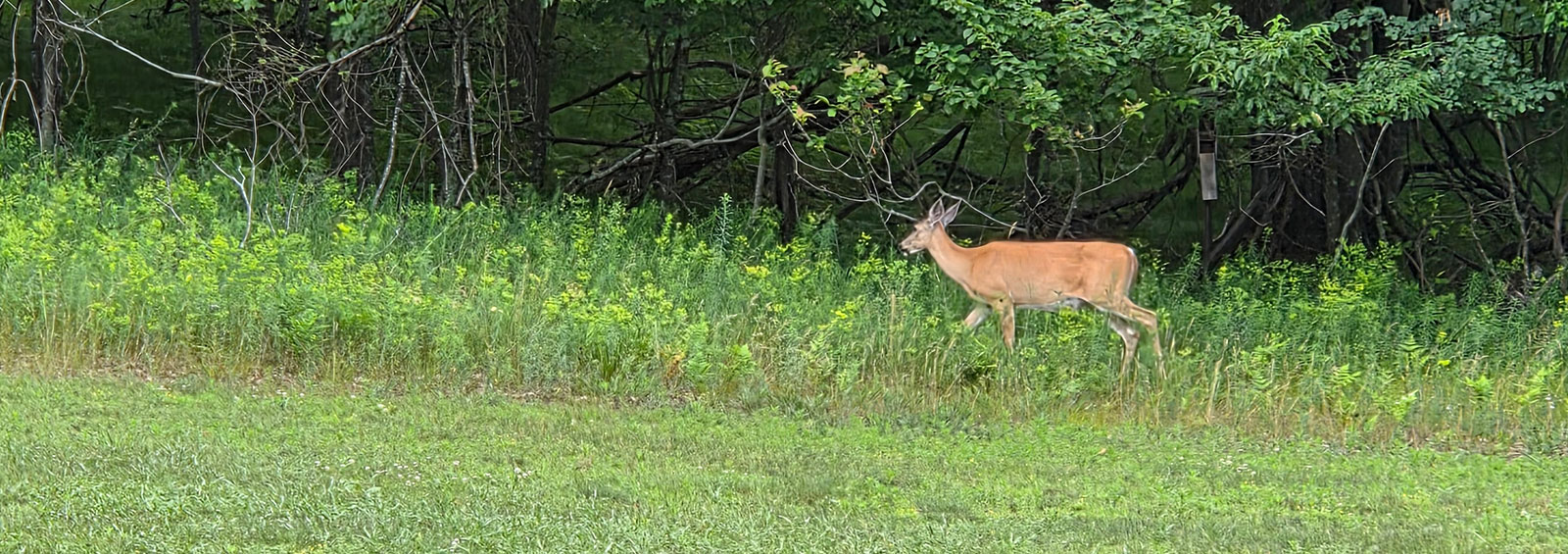 Deer